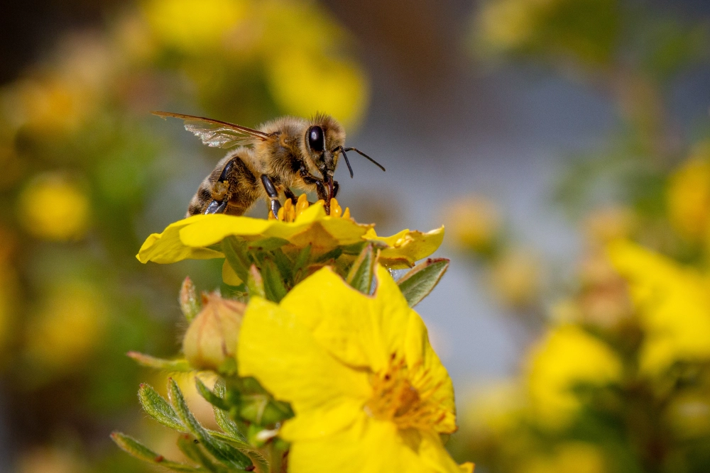 Schweizerisches Agrarmuseum Burgrain Bienen-Erlebnis
