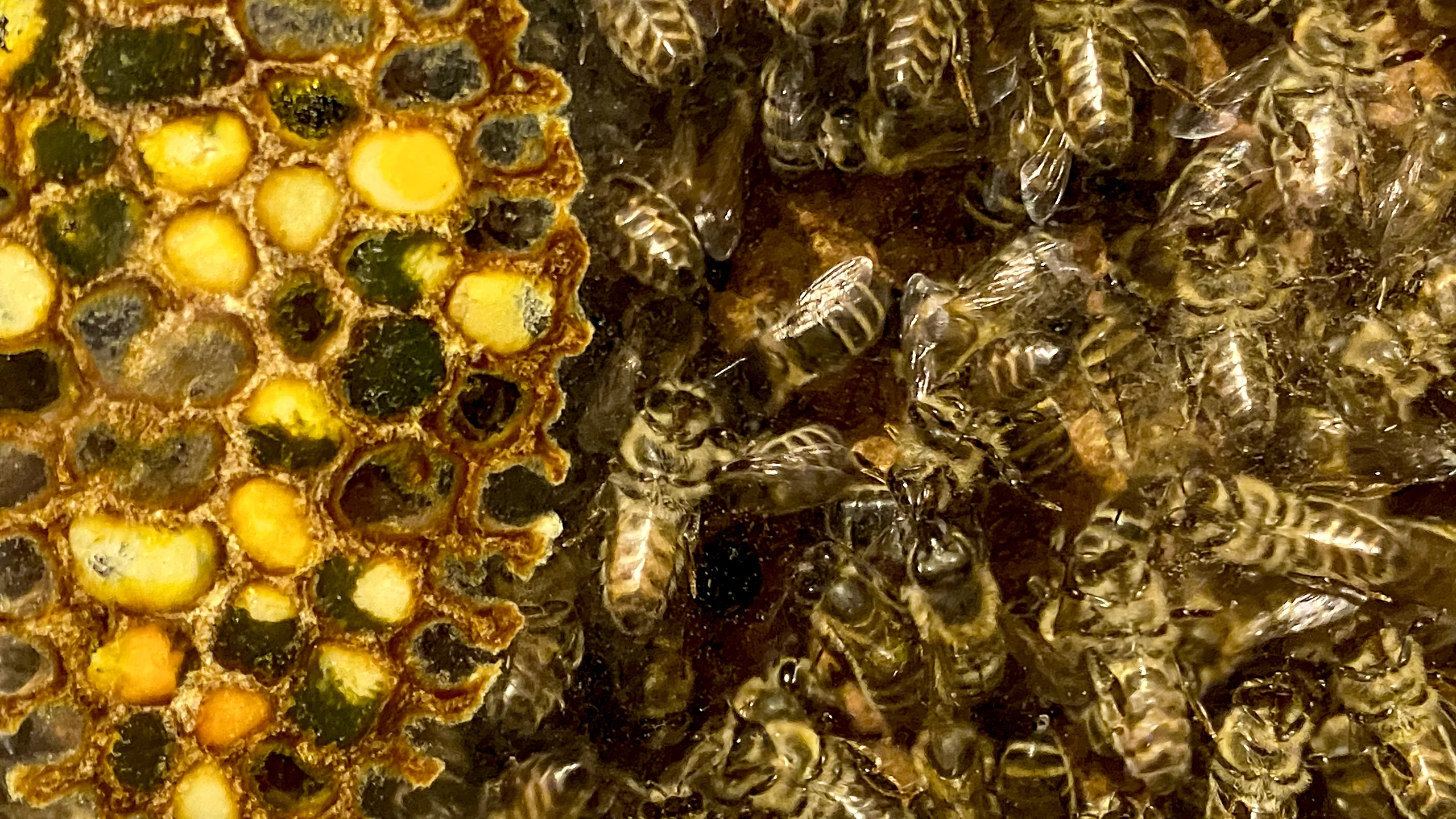 Schweizerisches Agrarmuseum Burgrain Bienen-Erlebnis