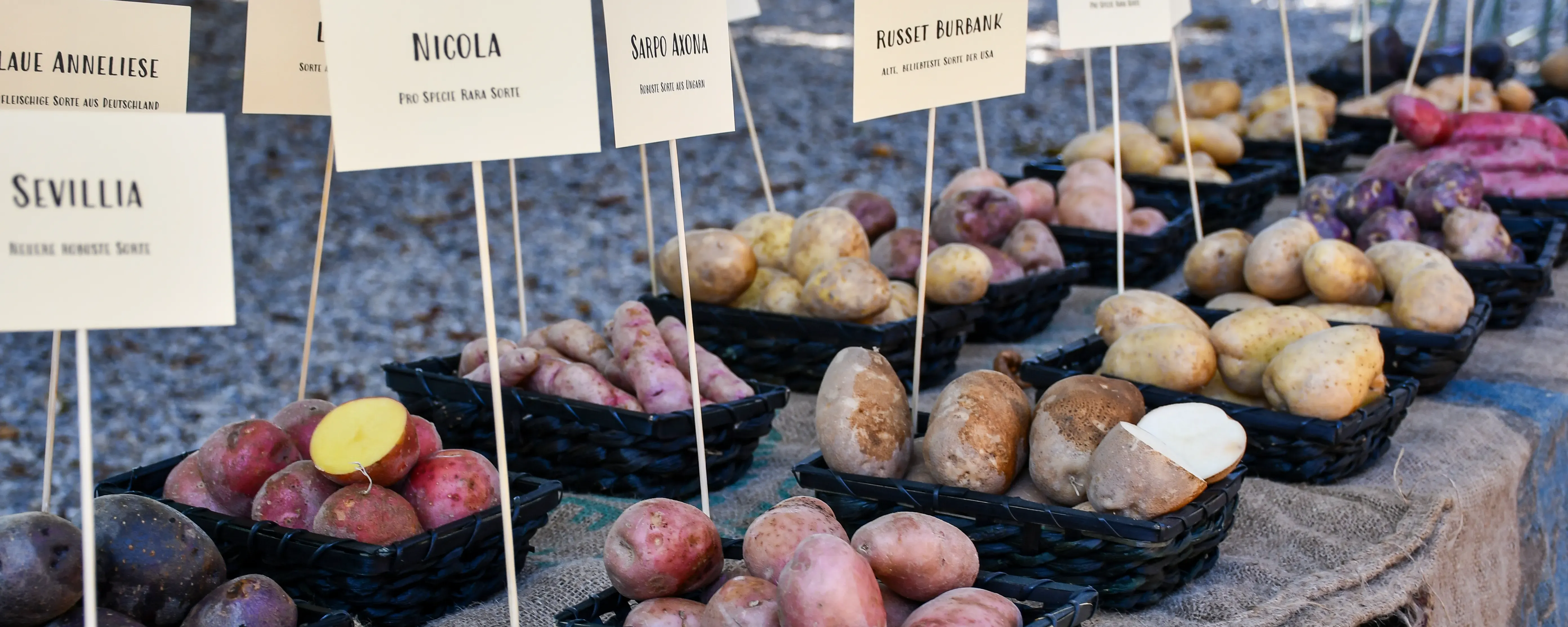 Kartoffel-Sorten