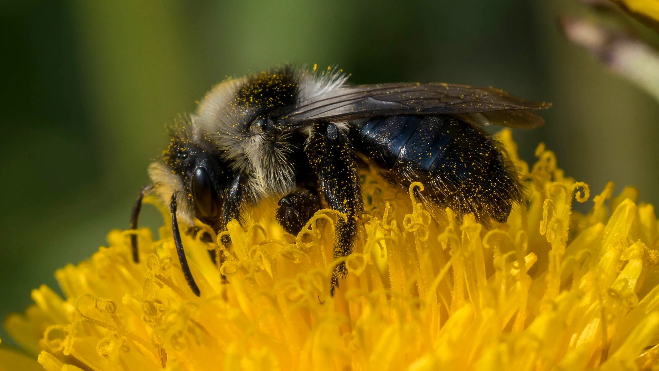 Schweizerisches Agrarmuseum Burgrain Bienen-Erlebnis